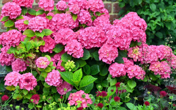 Картинка цветы гортензия куст розовая