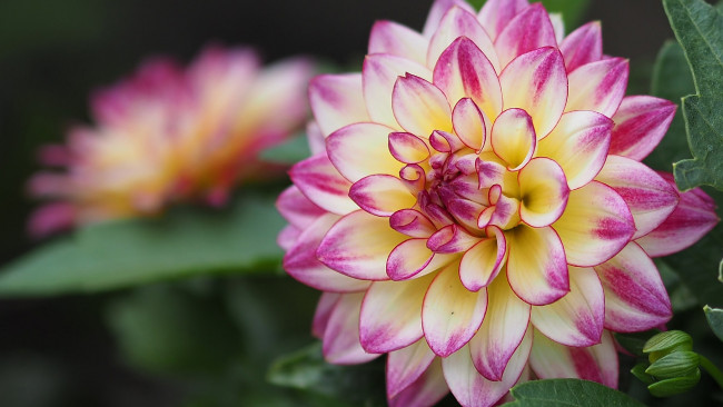 Обои картинки фото цветы, георгины, георгин, макро