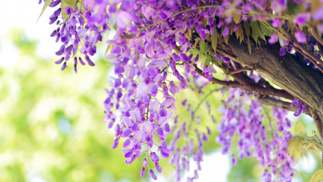 Обои картинки фото цветы, глициния, розовая