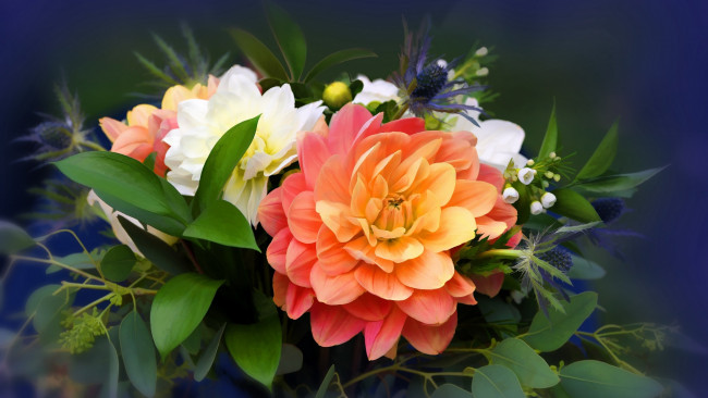 Обои картинки фото цветы, букеты,  композиции, георгины