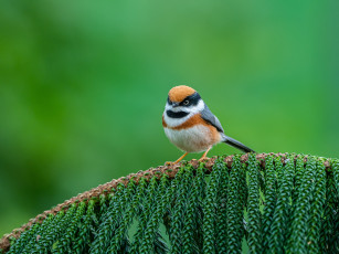 Картинка животные птицы птица