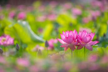 обоя цветы, лотосы