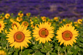 Картинка цветы подсолнухи трио