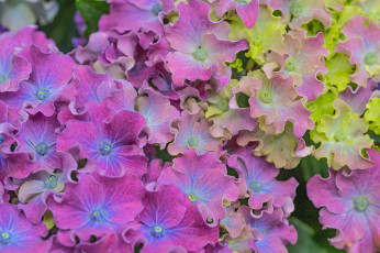 обоя цветы, гортензия