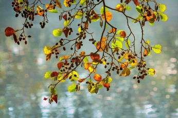 Картинка природа листья