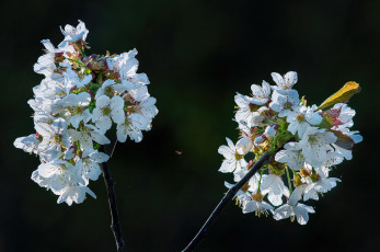 Картинка цветы сакура +вишня весна
