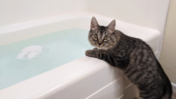 Картинка животные коты кот кошка