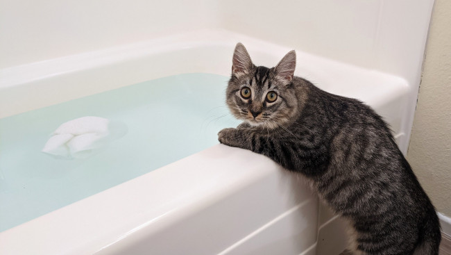 Обои картинки фото животные, коты, кот, кошка