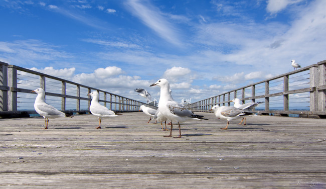 Обои картинки фото животные, чайки,  бакланы,  крачки, птицы