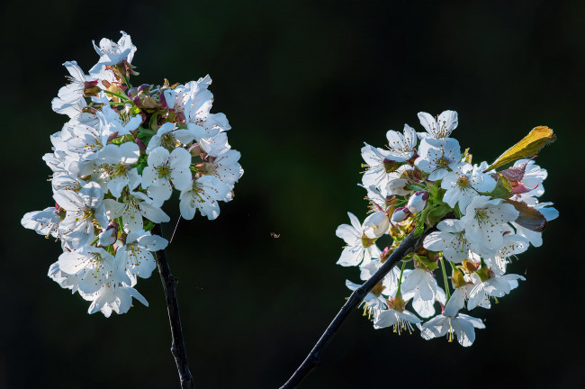 Обои картинки фото цветы, сакура,  вишня, весна