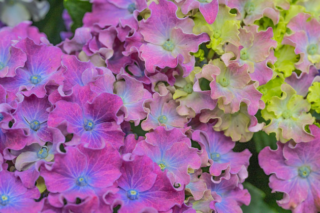 Обои картинки фото цветы, гортензия