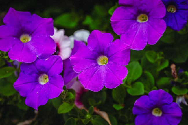 Обои картинки фото цветы, петунии,  калибрахоа, лиловая, петуния, макро