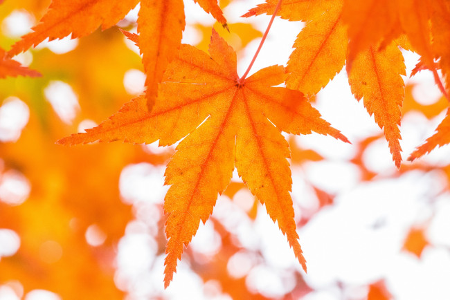 Обои картинки фото природа, листья