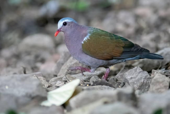 Обои картинки фото животные, голуби, птица