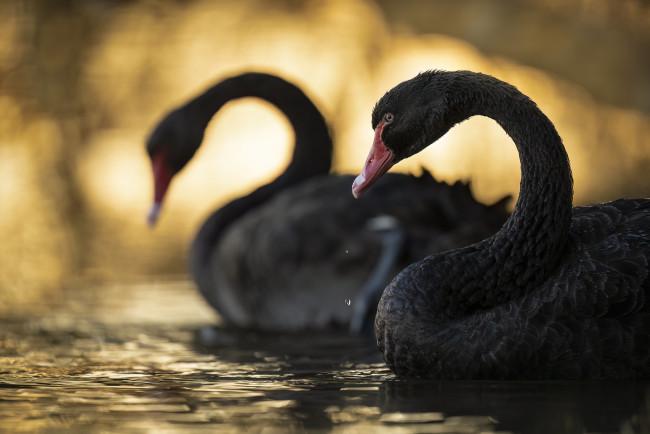 Обои картинки фото животные, лебеди