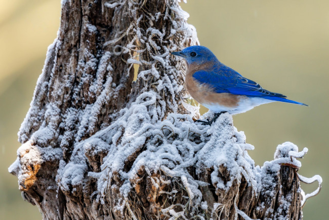 Обои картинки фото животные, птицы, птица