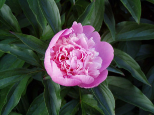 Картинка пион цветы пионы