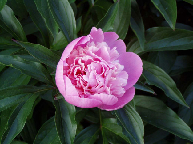 Обои картинки фото пион, цветы, пионы