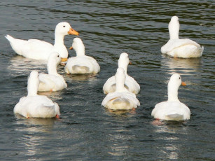 Картинка животные гуси