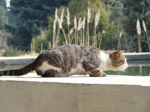 Картинка животные коты