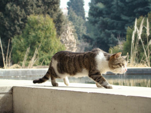 Картинка животные коты