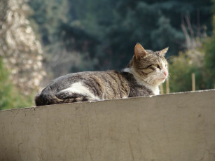 Картинка животные коты