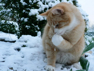 Картинка животные коты