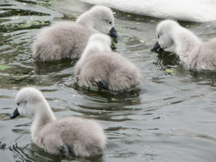 Картинка животные лебеди