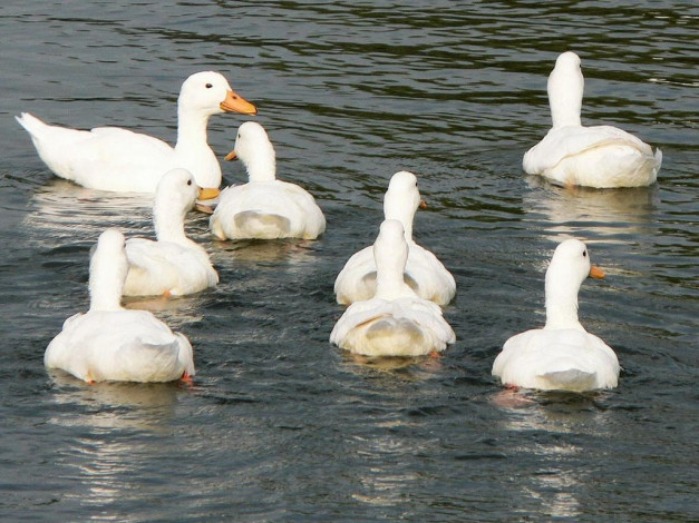 Обои картинки фото животные, гуси