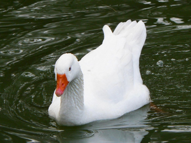 Обои картинки фото животные, гуси