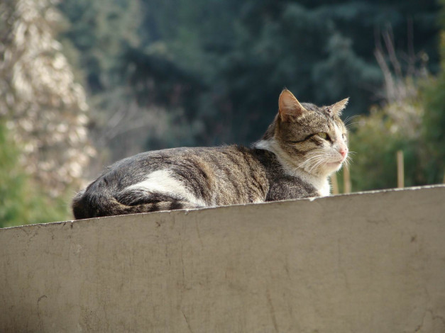 Обои картинки фото животные, коты