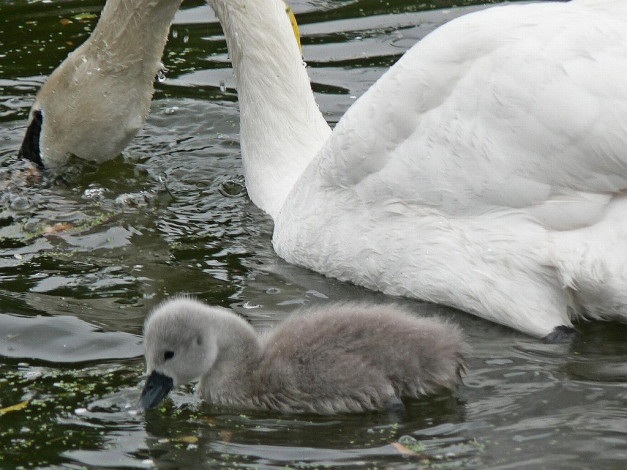 Обои картинки фото животные, лебеди