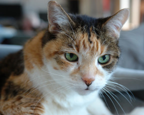 Картинка животные коты