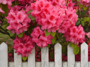 Картинка rhododendron and fence reedsport oregon цветы рододендроны азалии