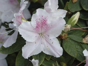 Картинка rhododendrons цветы рододендроны азалии