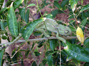 Картинка животные хамелеоны