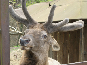 Картинка животные олени