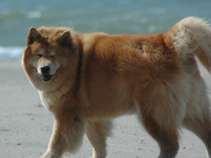 Картинка животные собаки