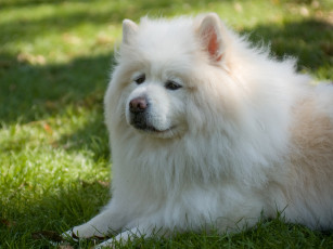 Картинка животные собаки