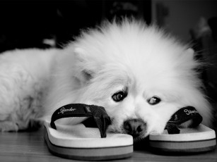 Картинка животные собаки