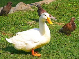 Картинка животные утки