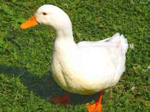 Картинка животные утки