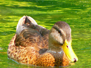 Картинка животные утки