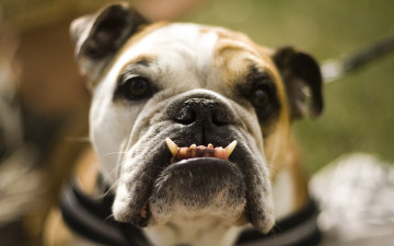 Картинка животные собаки