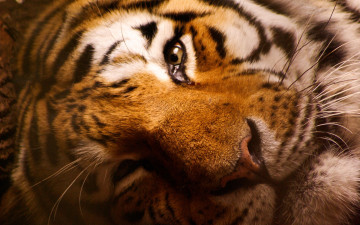 обоя животные, тигры