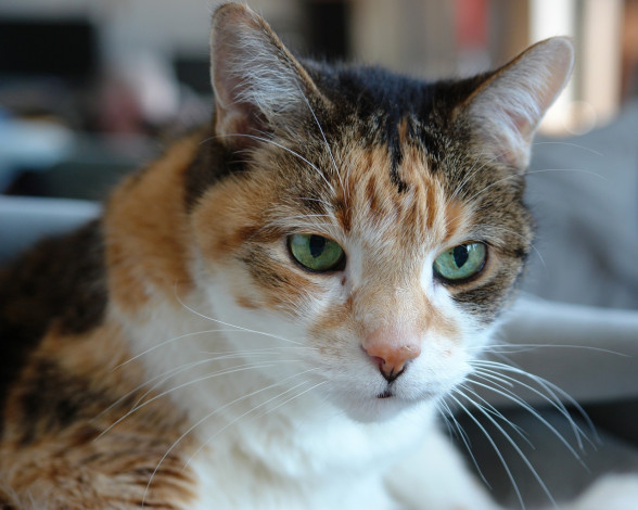 Обои картинки фото животные, коты