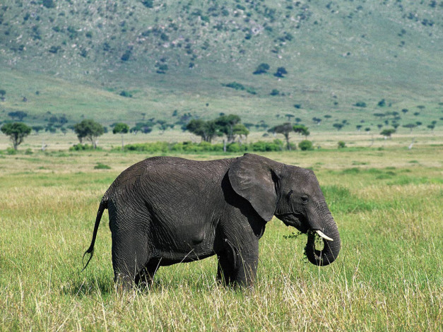 Обои картинки фото животные, слоны