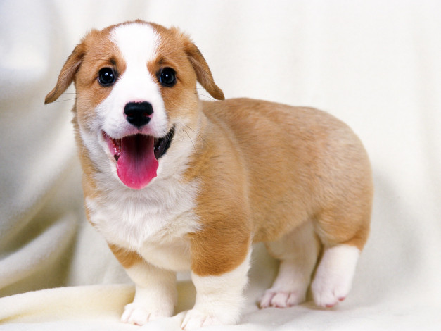 Обои картинки фото животные, собаки