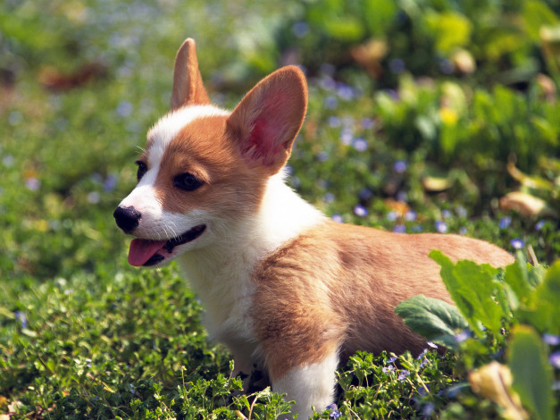 Обои картинки фото животные, собаки