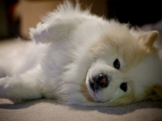 Обои картинки фото животные, собаки